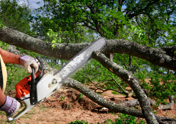 The Steps Involved in Our Tree Care Process in Caledonia, MN